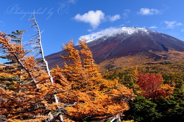 ＜11月＞ 富士山山腹標高2200m。風に吹かれて育ったカラマツの紅葉。  ― 山梨県・奥庭