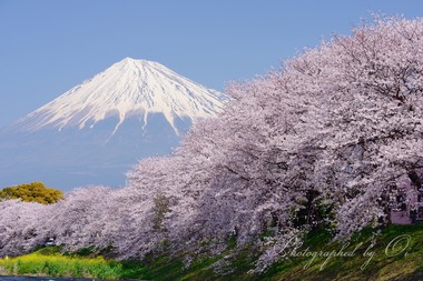 桜並木が手前から奥へ続く。  ― 静岡県富士市 2015年3月