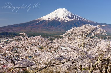 ＜4月＞ 透き通るような青空の朝。富士も桜も気分が良さそうだ。  ― 山梨県富士吉田市