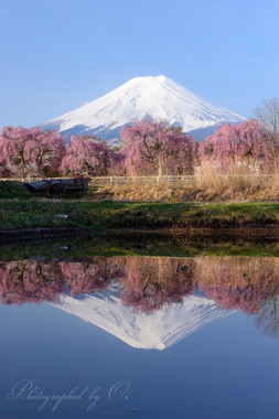 桜も富士も見事にひっくり返る。  ― 山梨県富士吉田市 2015年4月