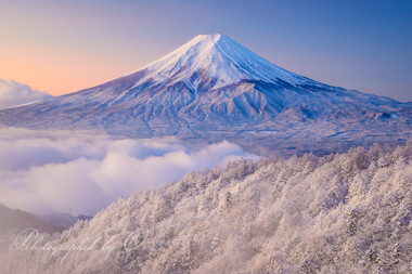 張り詰めた空気の中に白い富士山が浮かび上がる。  ― 山梨県南都留郡西桂町・三ッ峠山 2019年11月