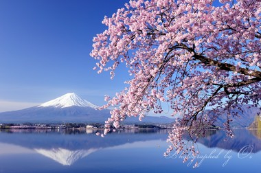 満開の桜と優美な富士山が揃った。  ― 山梨県南都留郡富士河口湖町・河口湖 2012年4月