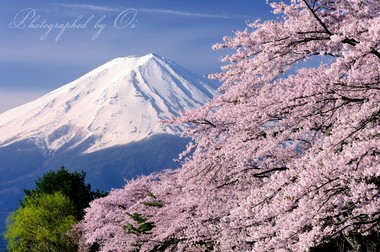 桜と富士が頬を寄せ合い春を楽しんでいる。  ― 山梨県南都留郡富士河口湖町 2012年4月