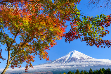 彩る樹と富士の白のコントラスト。  ― 静岡県富士宮市 2016年11月
