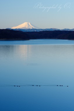 水鳥が奏でるワルツ。  ― 埼玉県所沢市・狭山湖 2015年1月