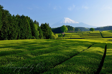 一面に広がる茶畑が壮観である。  ― 静岡県富士市 2014年5月
