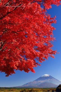 鮮やかなモミジ。空も綺麗だ。  ― 山梨県南都留郡富士河口湖町 2014年10月