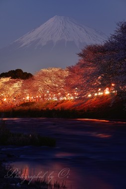 夜桜の向こうに淡い富士が浮かぶ。  ― 静岡県富士市 2015年3月