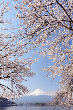 満開の桜に挟まれて。空は柔らかないろ。  ― 山梨県富士河口湖町・河口湖 2015年4月