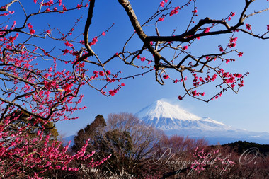 新雪まぶしい富士と紅梅。  ― 静岡県富士市 2014年3月