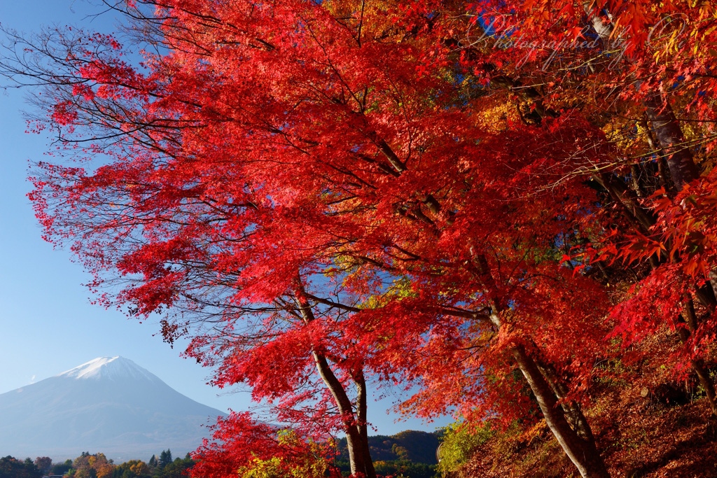 河口湖のߕ葉と富士山の写真̌̎燃えӪがる炎̏ - 河口湖・御坂周辺山エリア࿸山梨ݼ࿹̍