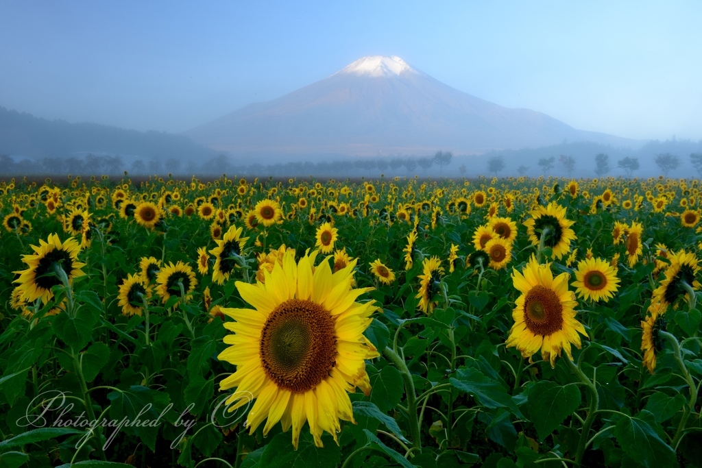 花の都公園のヒマワリと富士山の写真̌̎寝ぼけまなこ̏ - 山中湖・忍野村・梨ヶ原エリア࿸山梨ݼ࿹̍