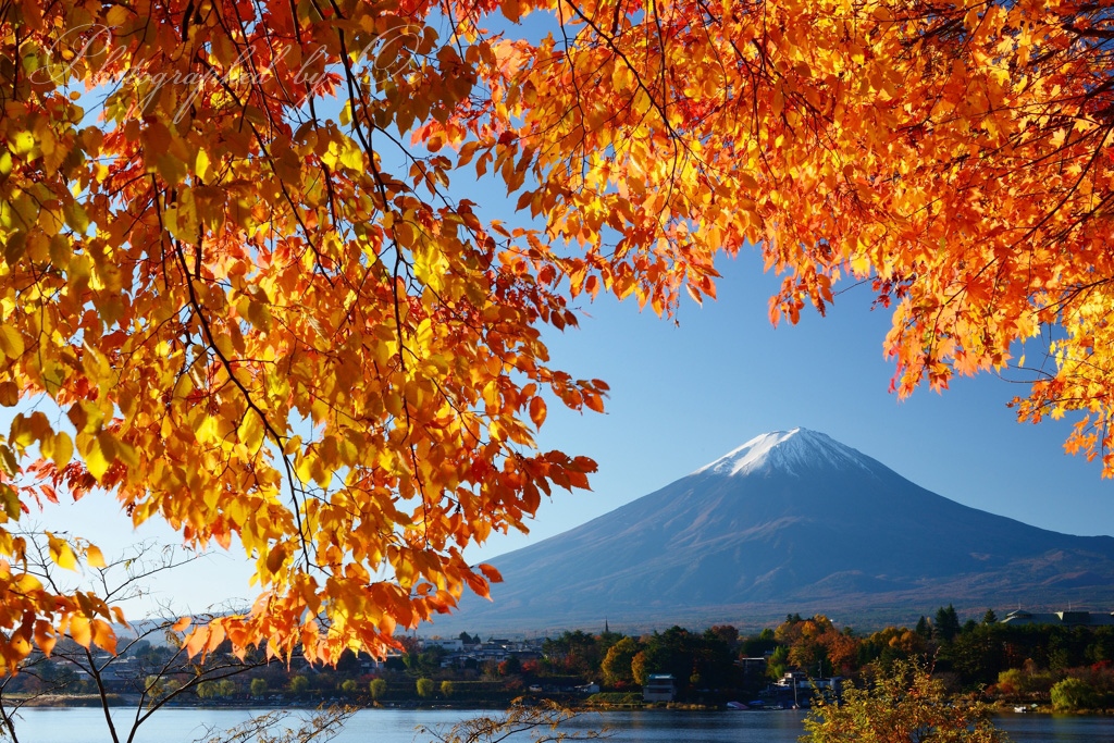 河口湖のߕ葉と富士山の写真̌̎鮮黄の額ߡ̏ - 河口湖・御坂周辺山エリア࿸山梨ݼ࿹̍