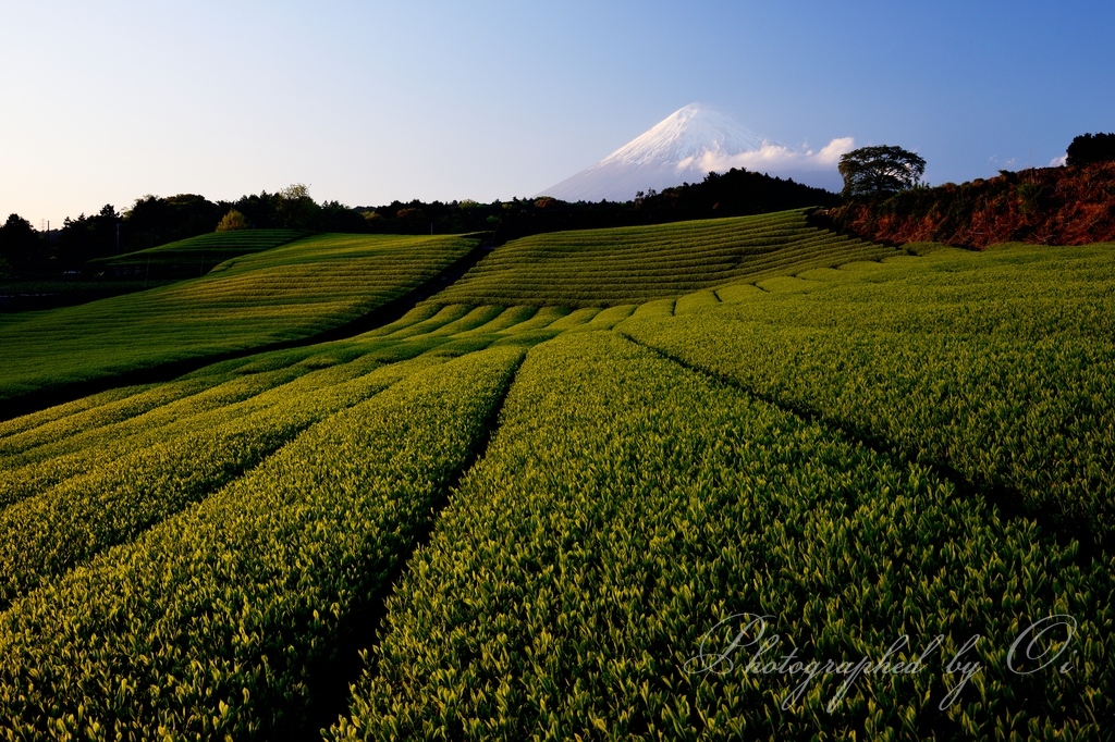 富士ע・今宮の茶畑と富士山の写真̌̎夕色の絨毯̏ - 富士ע周辺エリア࿸静岡ݼ࿹̍
