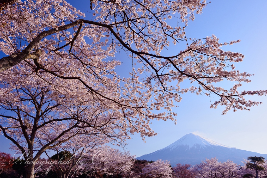大石寺の桜と富士山の写真̌̎春に誘われ̏ - 富士宮ע郊外・ע街地エリア࿸静岡ݼ࿹̍