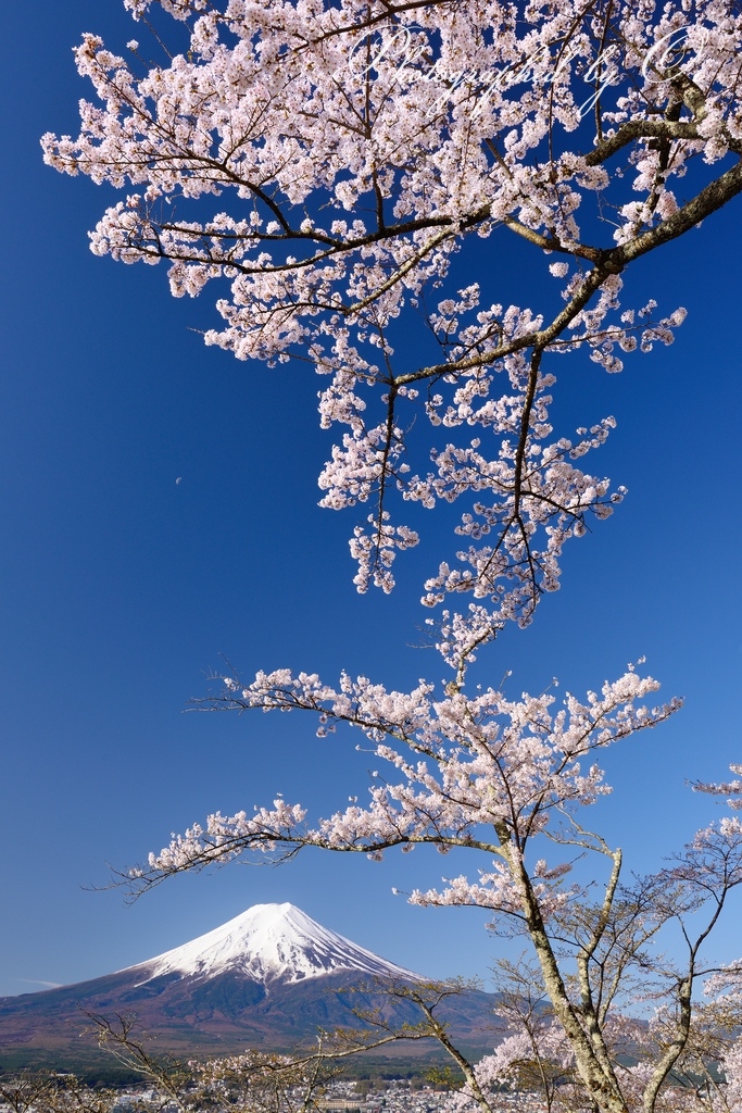 新ԉ山浅間公園から望む桜と富士山の写真̌̎天まで咲いて̏ - 富士Չ田ע周辺エリア࿸山梨ݼ࿹̍