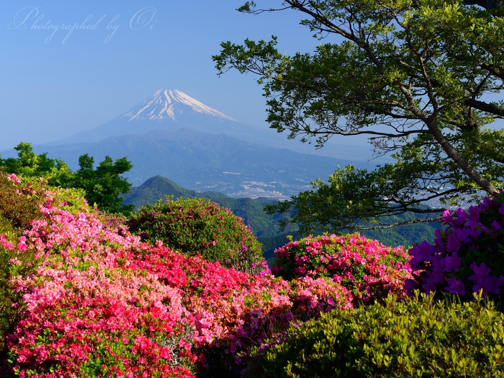 葛城山のツツジと富士山の写真̌̎春色フレーム̏ - 西Ӻ豆海岸・周辺山域エリア࿸静岡ݼ࿹̍