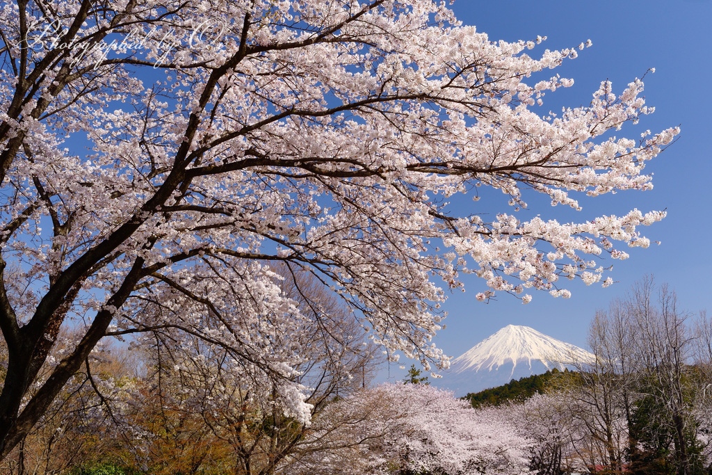 岩本山公園の桜と富士山の写真̌̎桜の森̏ - 富士ע周辺エリア࿸静岡ݼ࿹̍