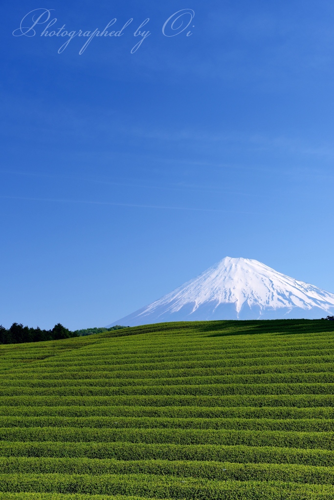 大淵笹場の茶畑の写真̌̎初֟の風香る̏ - 富士ע周辺エリア࿸静岡ݼ࿹̍