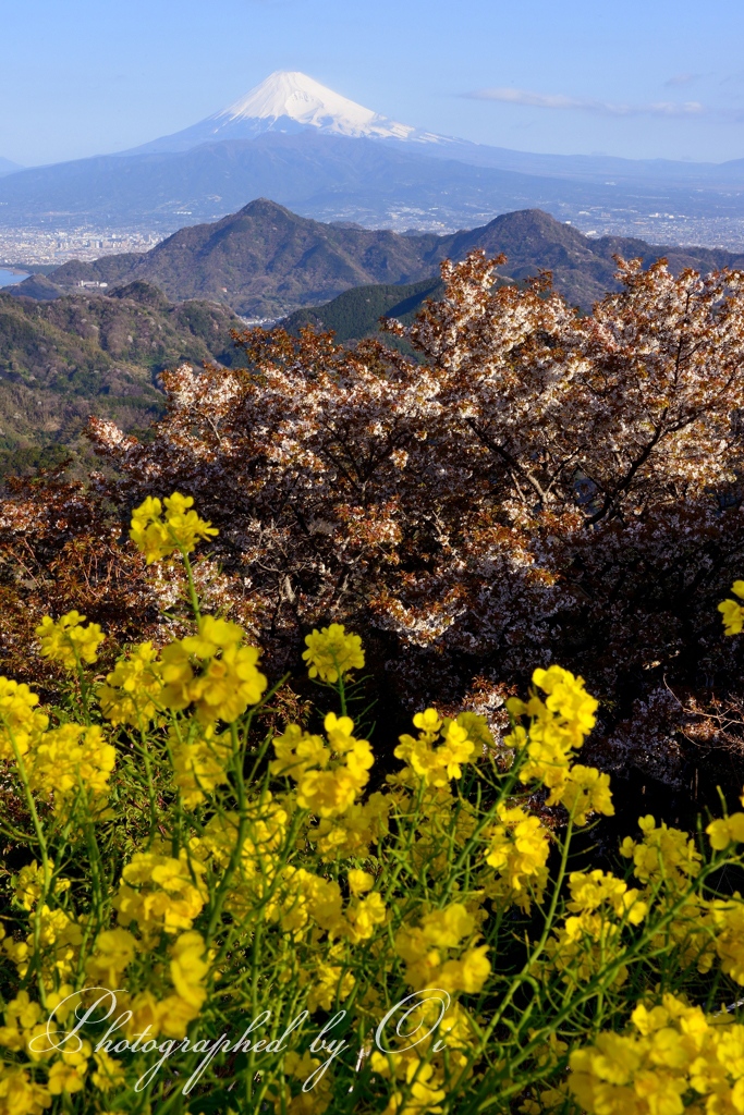 Ӻ豆の国パノラマパークの写真̌̎春色̏ - 西Ӻ豆海岸・周辺山域エリア࿸静岡ݼ࿹̍