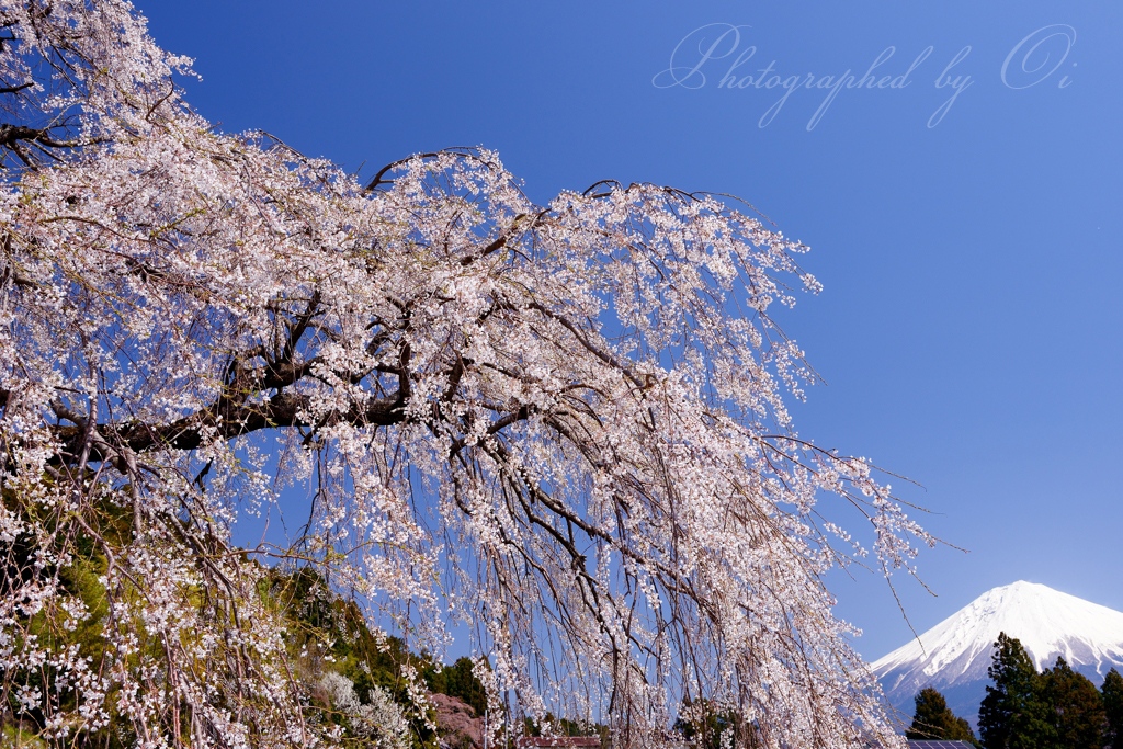 常境寺の写真̌̎春࣪る̏ - 富士宮ע郊外・ע街地エリア࿸静岡ݼ࿹̍