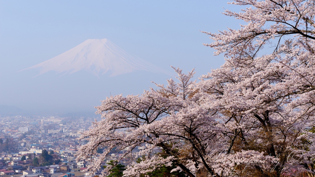 富士見孝徳公園の写真̌̎桜の息吹̏ - 富士Չ田ע周辺エリア࿸山梨ݼ࿹̍