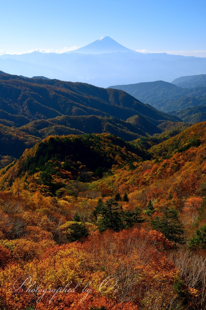 乙女高原のߕ葉と富士山の写真̌̎彩りの山࠘̏ - 秩父山地南部エリア࿸山梨ݼ࿹̍