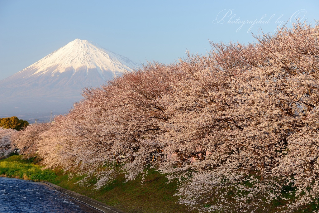 龍巌淵の桜と富士山の写真̌̎優暮れ̏ - 富士ע周辺エリア࿸静岡ݼ࿹̍