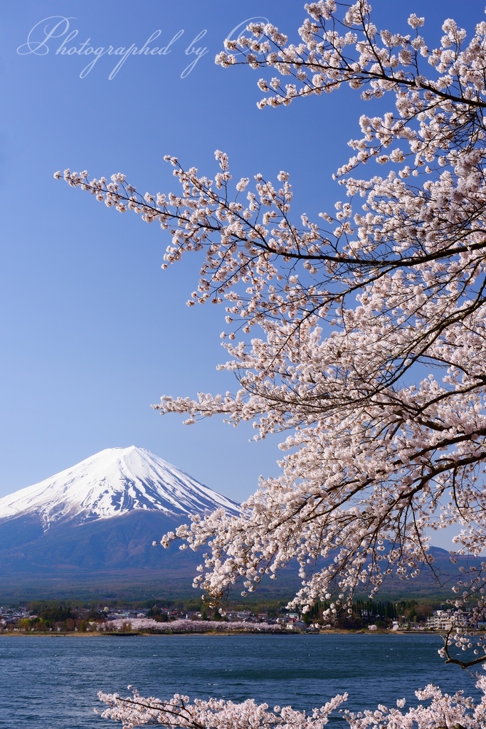 河口湖の桜と富士山の写真̌̎聡ٮの春̏ - 河口湖・御坂周辺山エリア࿸山梨ݼ࿹̍