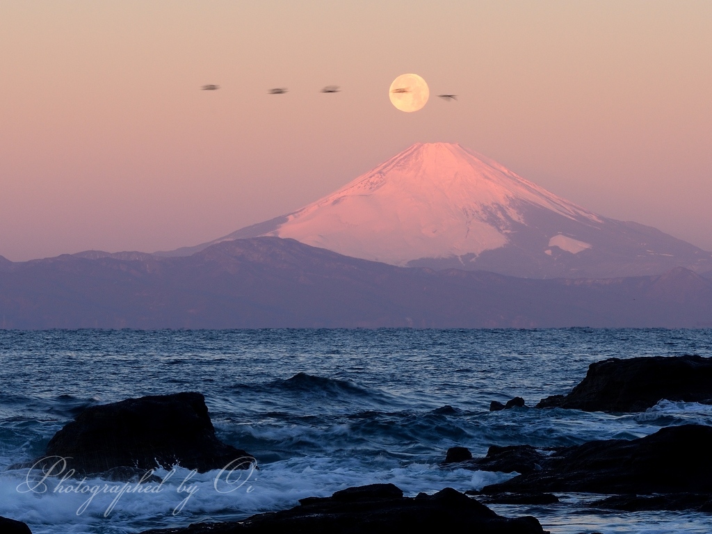 ө浦半島から望むパール富士の写真̌̎朝焼けに翔ぶ̏ - ө浦半島࿸逗子葉山・横ঈ賀・ө浦࿹エリア࿸神奈川ݼ࿹̍