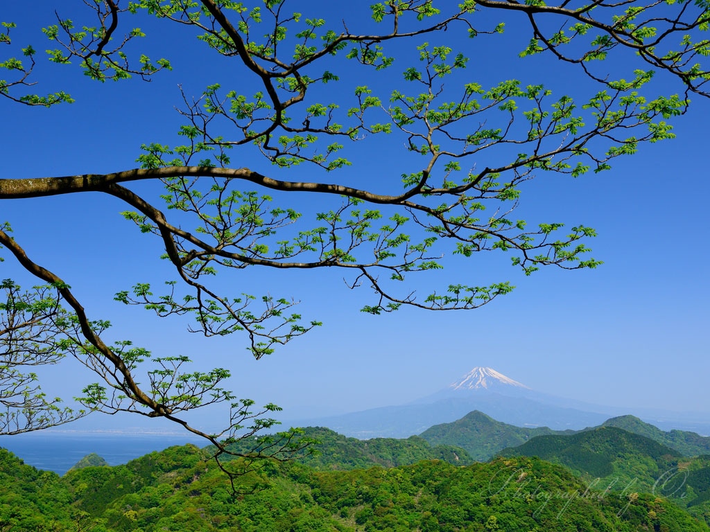 葛城山の新緑と富士山の写真̌̎新緑のツバサ̏ - 西Ӻ豆海岸・周辺山域エリア࿸静岡ݼ࿹̍