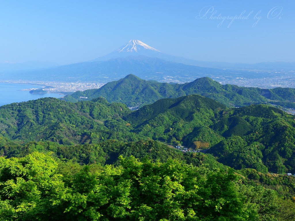 葛城山の新緑と富士山の写真̌̎新緑の丘̏ - 西Ӻ豆海岸・周辺山域エリア࿸静岡ݼ࿹̍