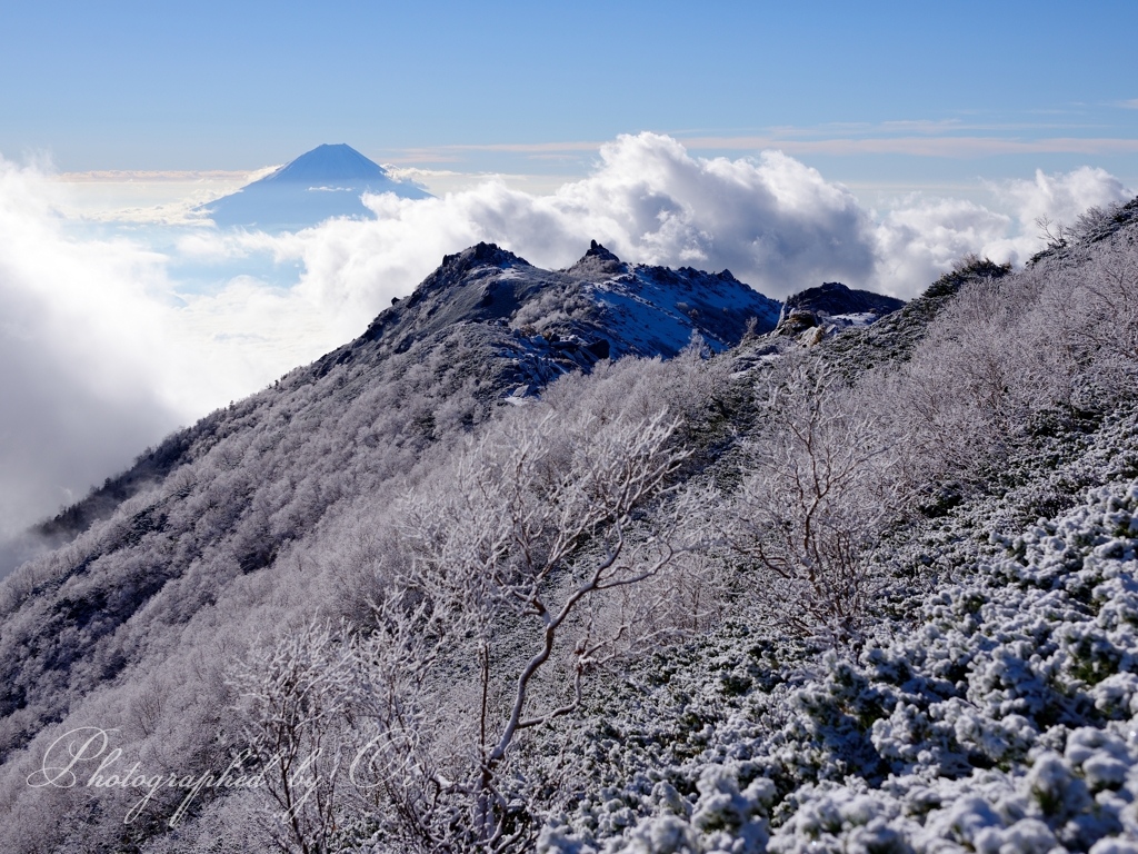 観音岳の樹氷と雲海と富士山の写真̌̎雪稜に現る̏ - 南アルプス北部エリア࿸山梨ݼ࿹̍
