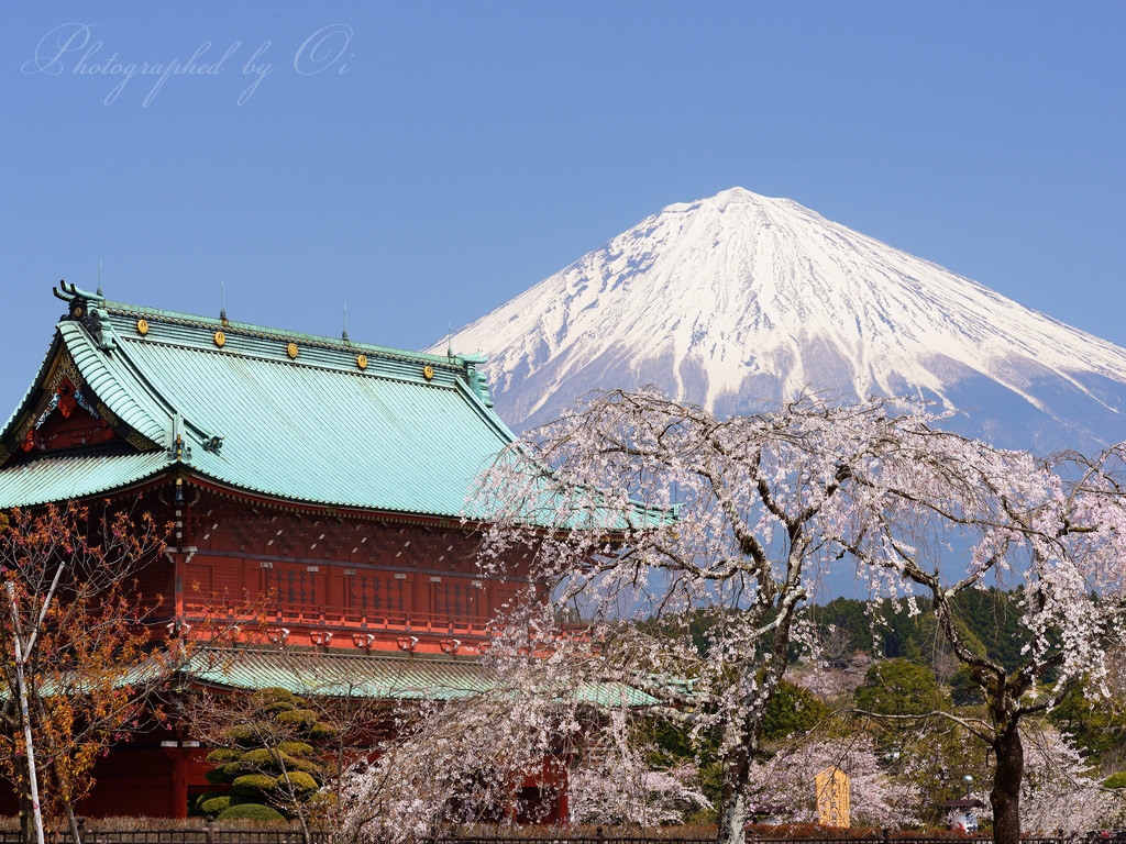 大石寺の桜と富士山の写真̌̎ө位Ӡ体̏ - 富士宮ע郊外・ע街地エリア࿸静岡ݼ࿹̍