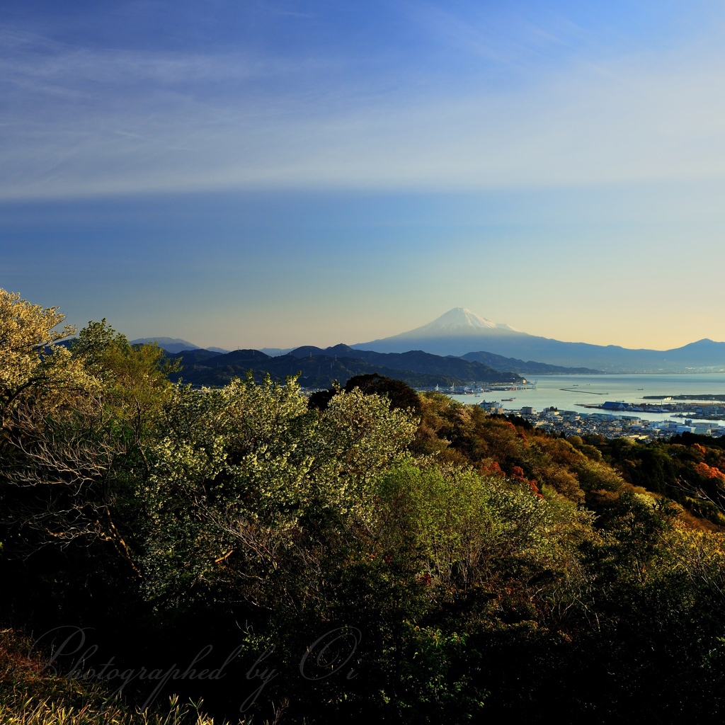 日本平から望む新緑の写真̌̎芽吹きの丘̏ - 静岡עۥ水区エリア࿸静岡ݼ࿹̍