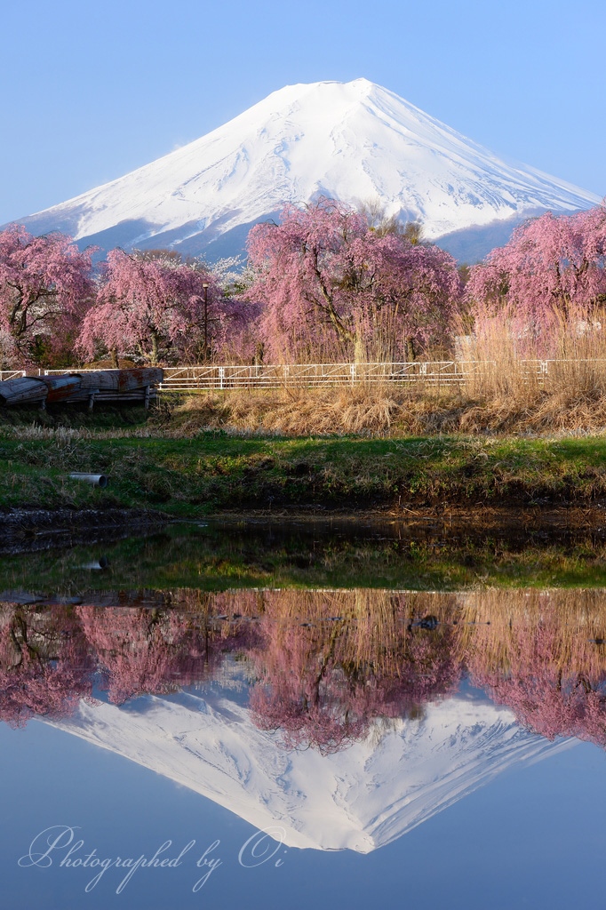 富士Չ田の桜とआさ富士の写真̌̎春の姿見̏ - 富士Չ田ע周辺エリア࿸山梨ݼ࿹̍