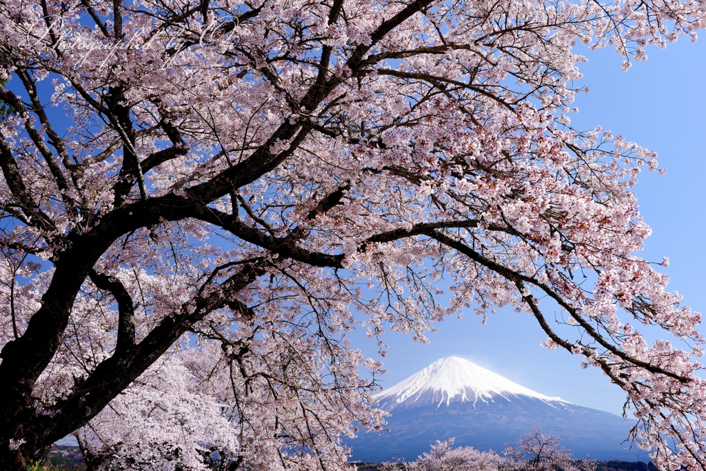 ӫ柚木ࠨ徳寺の桜の写真̌̎澄空爛漫̏ - 富士宮ע郊外・ע街地エリア࿸静岡ݼ࿹̍