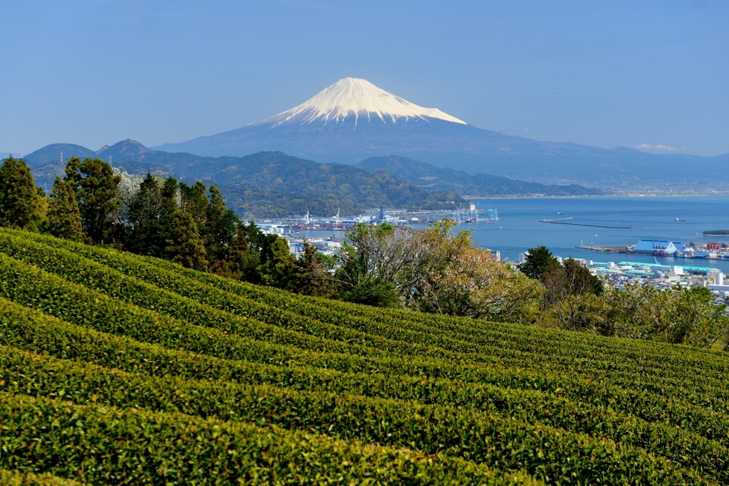 日本平の茶畑の写真̌̎春空爽やかに̏ - 静岡עۥ水区エリア࿸静岡ݼ࿹̍