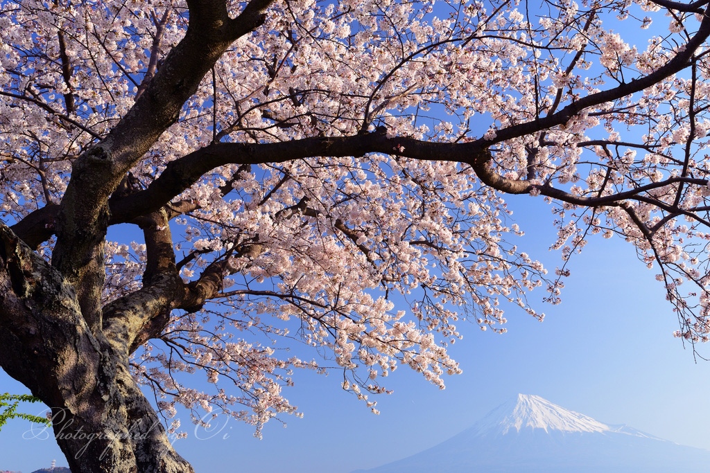 富士ע雁公園の桜の写真̌̎春の息吹̏ - 富士ע周辺エリア࿸静岡ݼ࿹̍