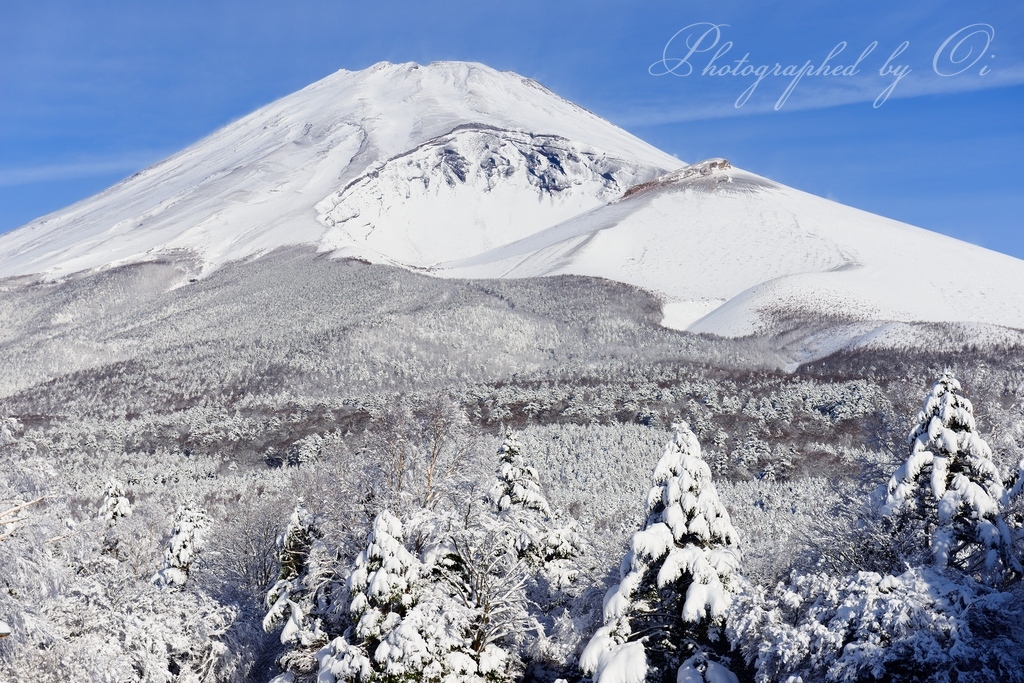 水ヶ塚公園から望む樹氷の富士山の写真̌̎全ては白く̏ - 富士山5Ո目・周辺道路エリア࿸山梨ݼ・静岡ݼ࿹̍