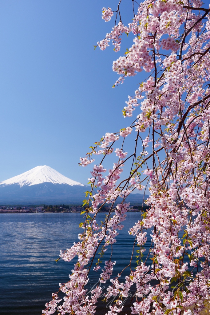 河口湖の桜の写真̌̎湖畔彩る̏ - 河口湖・御坂周辺山エリア࿸山梨ݼ࿹̍