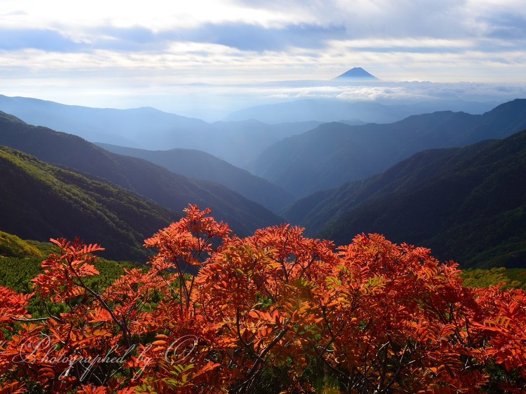 北岳のナナカマドと富士山の写真̌̎初秋の彩り̏ - 南アルプス北部エリア࿸山梨ݼ࿹̍