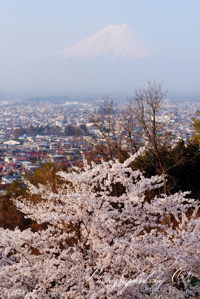 新ԉ山浅間公園の写真̌̎桜の便り̏ - 富士Չ田ע周辺エリア࿸山梨ݼ࿹̍