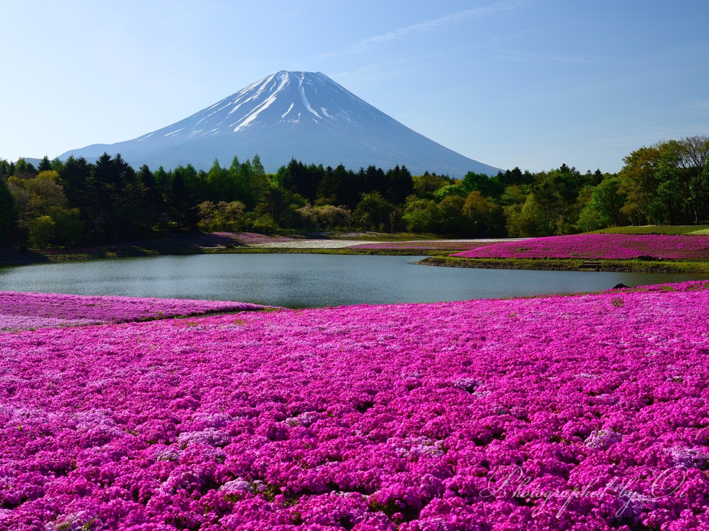 本栖湖リゾートの芝桜と富士山の写真̌̎ۥ朝のシバザクラ̏ - 精進湖・本栖湖・富士五湖西部周辺エリア࿸山梨ݼ࿹̍