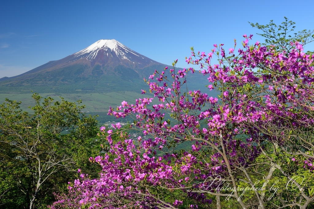 杓子山のミツバツツジと富士山の写真̌̎ংの雅̏ - 山中湖・忍野村・梨ヶ原エリア࿸山梨ݼ࿹̍
