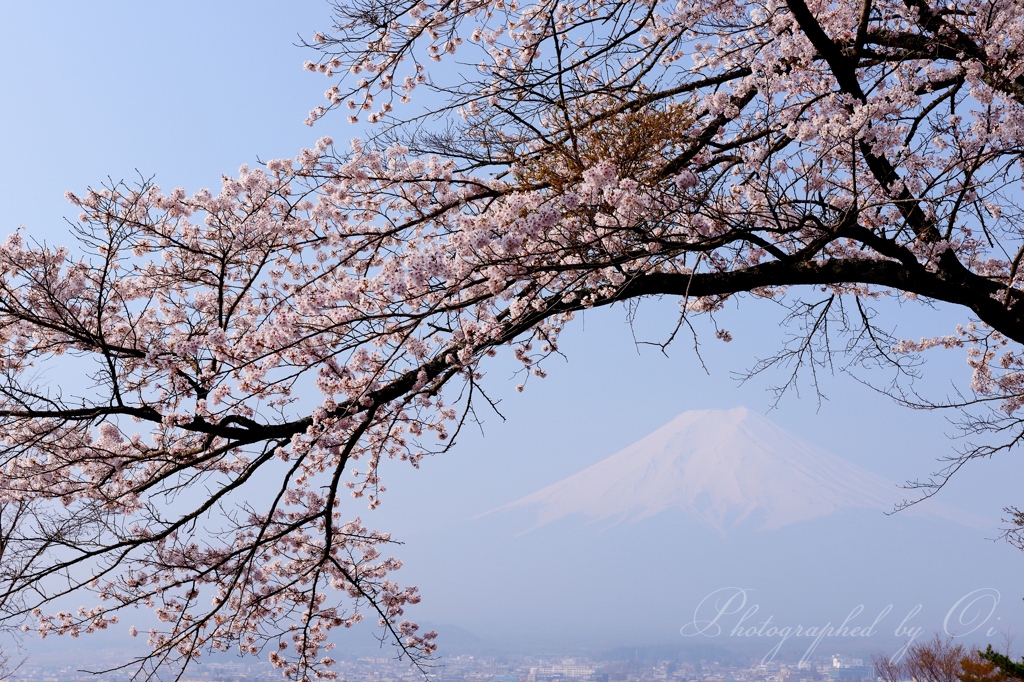 富士見孝徳公園の写真̌̎桜のアーチ̏ - 富士Չ田ע周辺エリア࿸山梨ݼ࿹̍