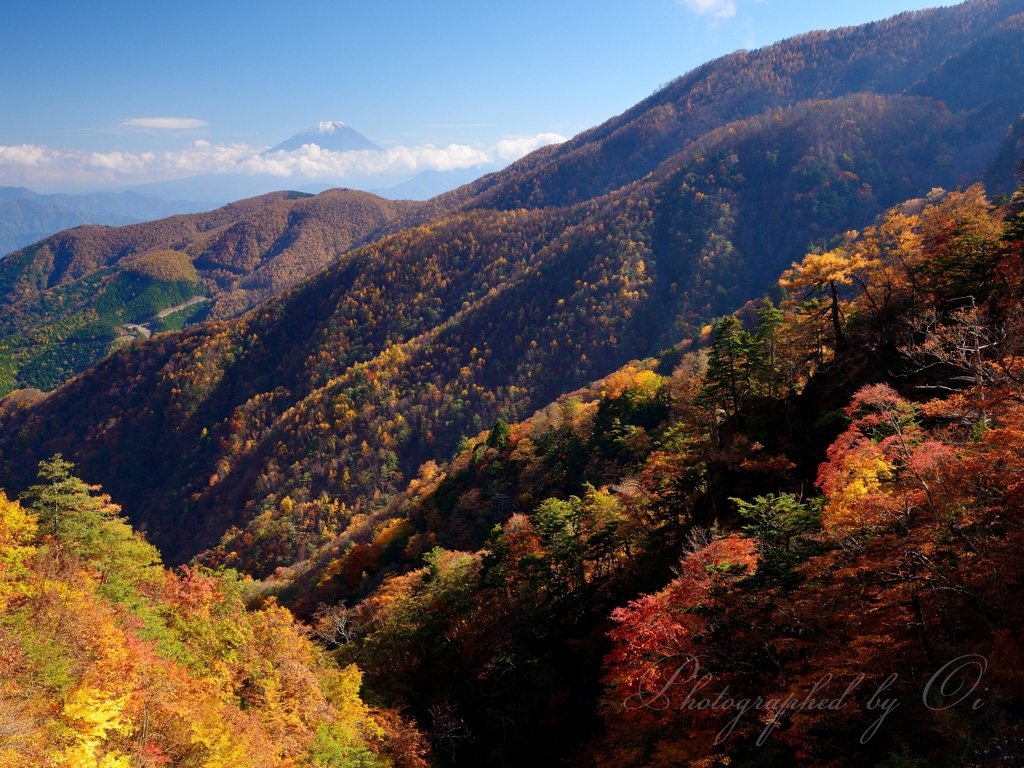 丸山林道のߕ葉と富士山の写真̌̎彩りの山࠘̏ - 南アルプス前衛エリア࿸山梨ݼ࿹̍