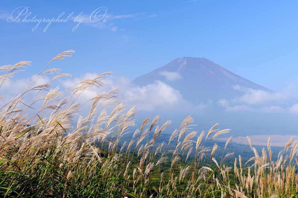 ө国峠からススキと富士山の写真̌̎秋風そよぐ̏ - 山中湖・忍野村・梨ヶ原エリア࿸山梨ݼ࿹̍