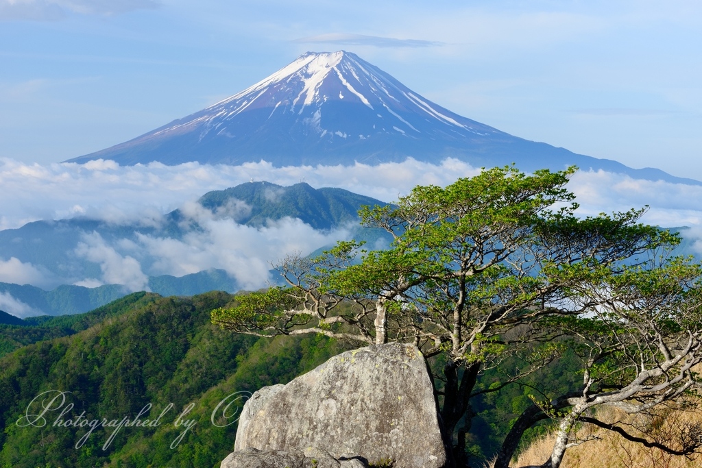 白谷丸より望む富士山と新緑と雲海の写真̌̎初֟の薫り̏ - 大ٸע秀麗富嶽十二景・周辺山エリア࿸山梨ݼ࿹̍