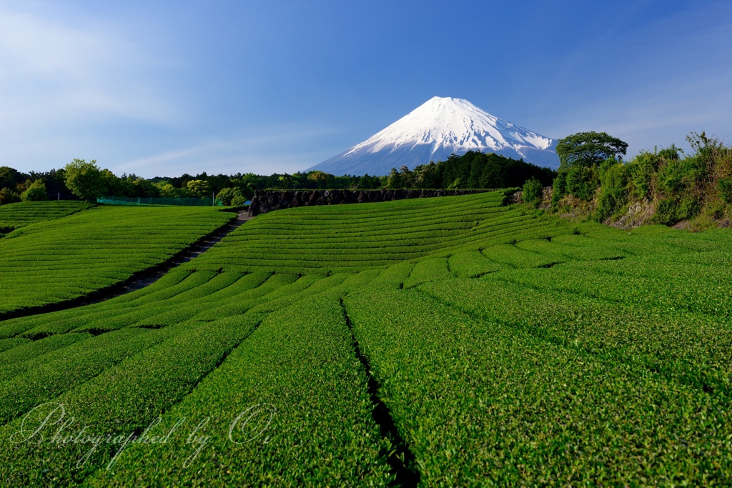 今宮の茶畑の写真̌̎初֟青̅̏ - 富士ע周辺エリア࿸静岡ݼ࿹̍